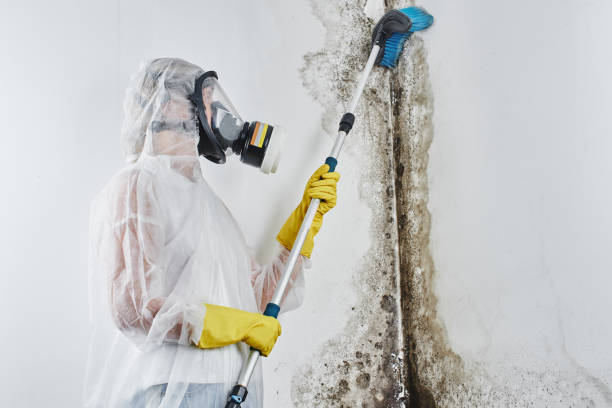 Best Commercial Mold Removal  in Binghamton, NY