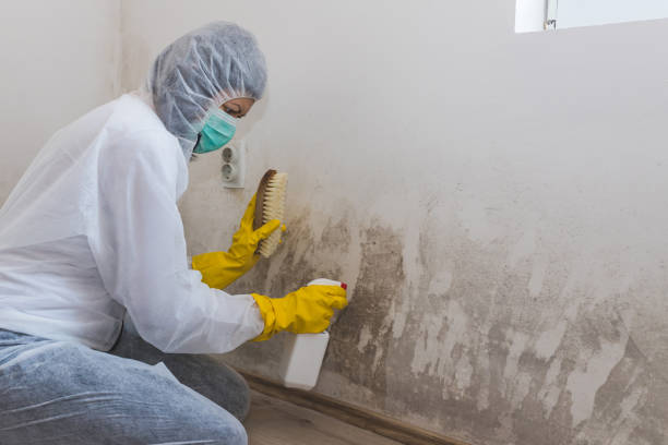 Best Mold Cleaning Services  in Binghamton, NY