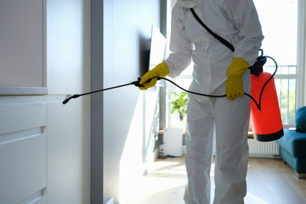 Best Mold Removal Company Near Me  in Binghamton, NY