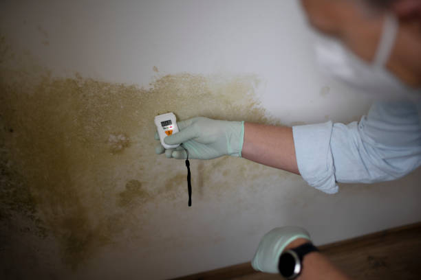 Best Residential Mold Removal  in Binghamton, NY