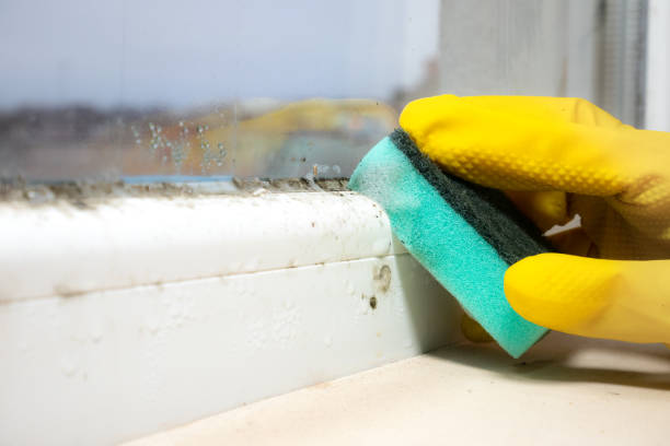 Best Certified Mold Removal  in Binghamton, NY