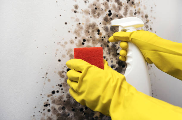 Trusted Binghamton, NY Mold Removal Experts