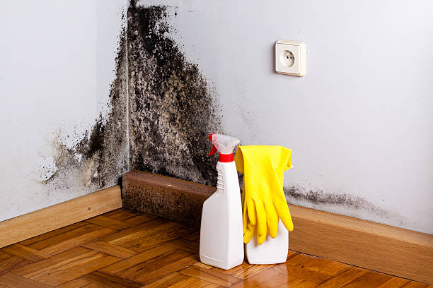 Best Local Mold Removal Service  in Binghamton, NY